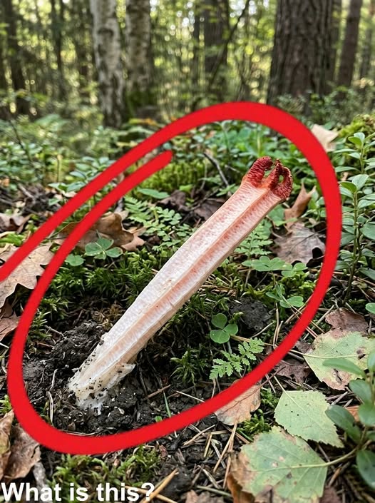 I went hiking in the forest with my son.