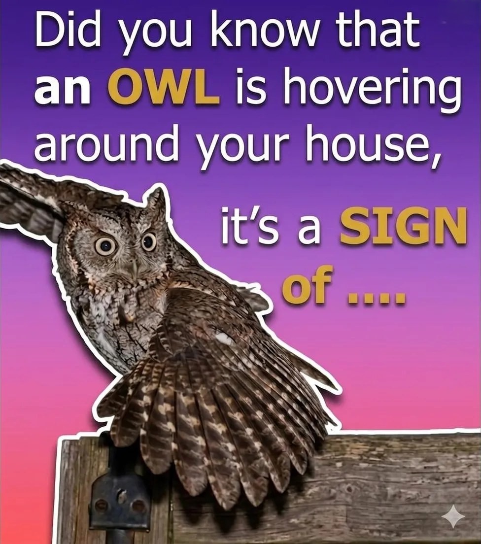 The Fascinating Reason Owls Visit Quiet Neighborhoods After Dark