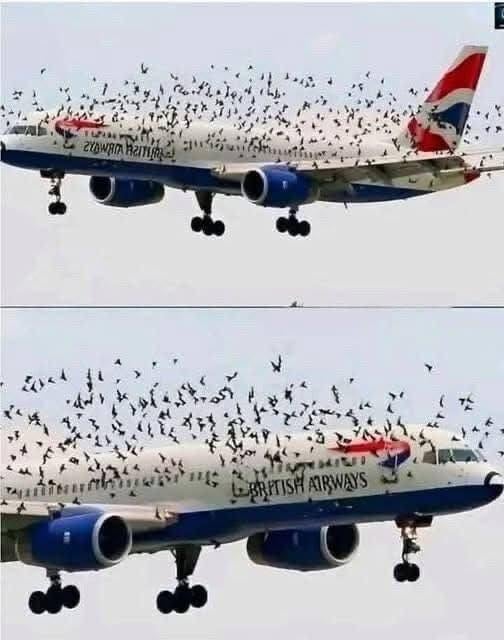 The Mind Blowing Reason This Terrified Pilot Burst Into Tears After An Emergency Landing Saved His Passengers From A Swarm Of Thousands Of Angry Birds