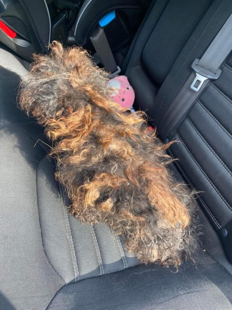 Hidden Beneath the Matted Fur