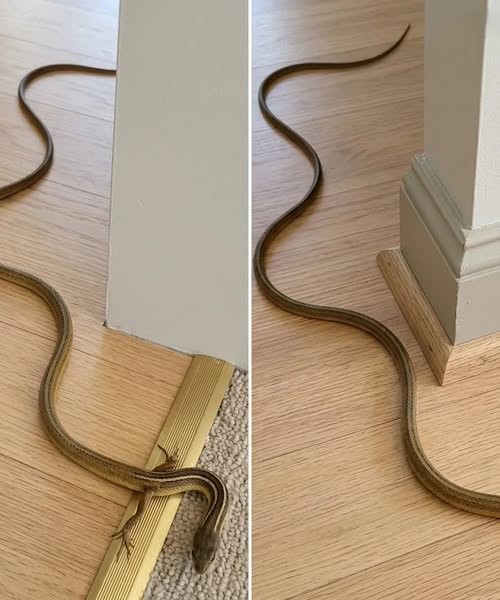 “What to Do If You Find a Snake in Your Home: Causes, Safety Tips, and Prevention”