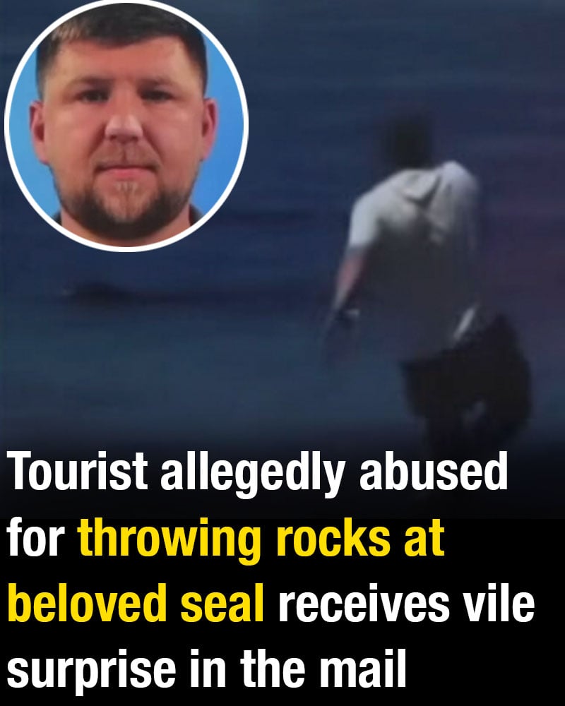Tourist allegedly abused for throwing rocks at beloved seal receives vile surprise in the mail