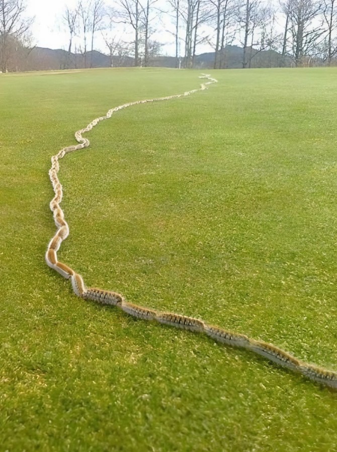 I Thought It Was Just A Rope In The Grass Until I Took One More Step-