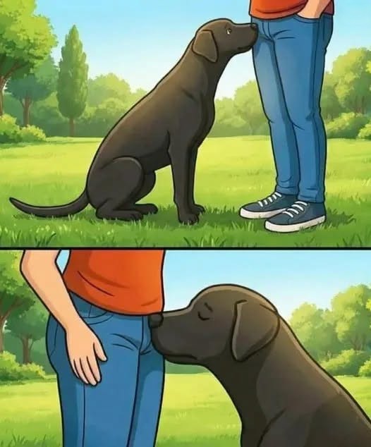Why Dogs Rely on Their Sense of Smell to Get to Know People