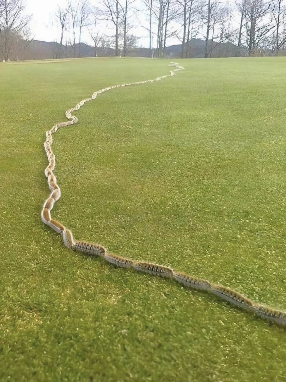 I Thought It Was a Rope… Then I Saw What Was Really Moving in My Garden