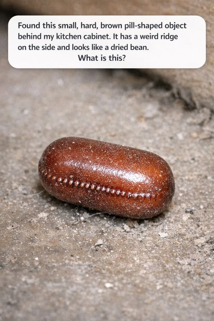 Found this small, hard, brown pill-shaped object behind my kitchen cabinet. It has a weird ridge on the side and looks like a dried bean. What is this?