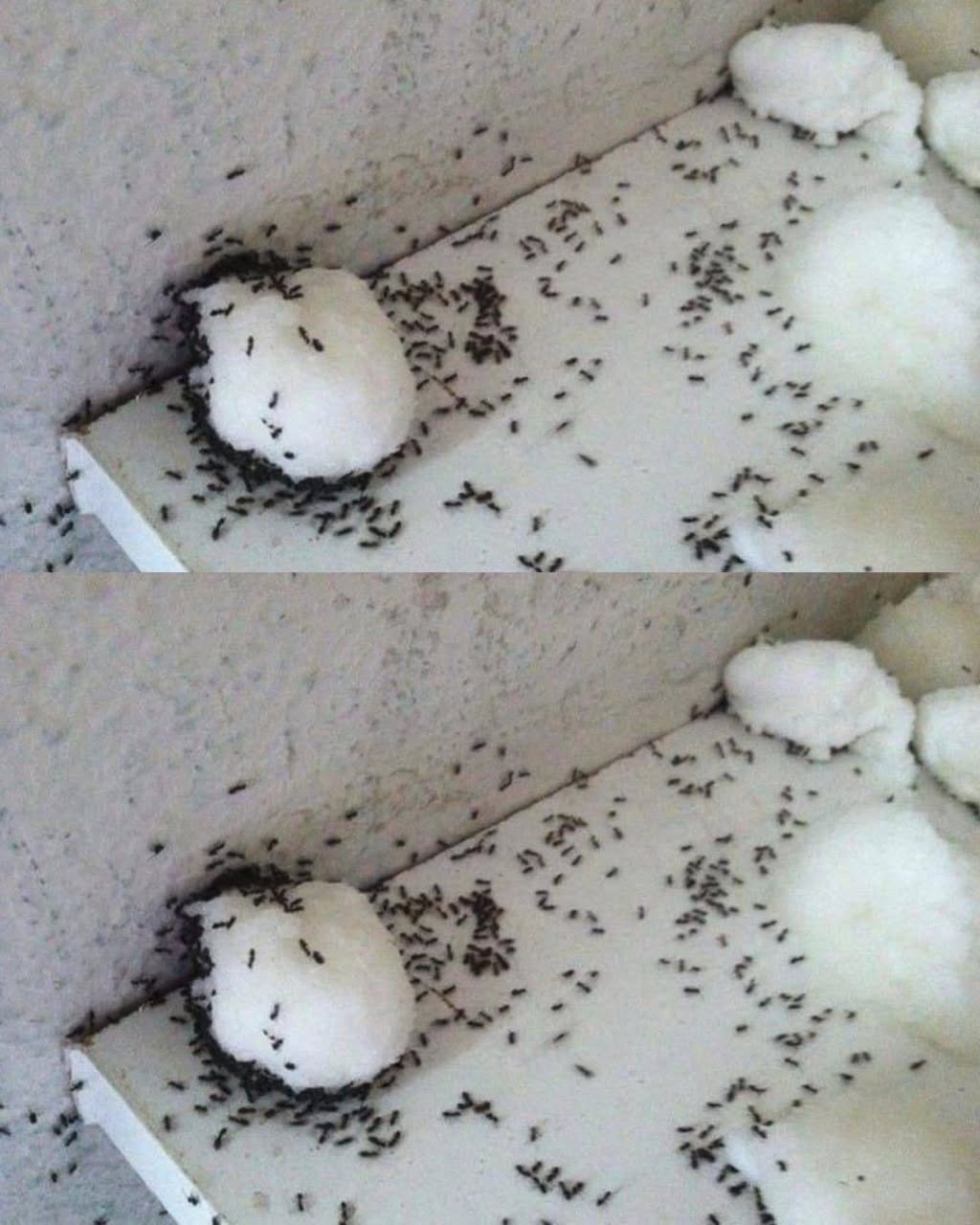 How to Repel Ants Without Chemicals: Natural and Effective Remedies