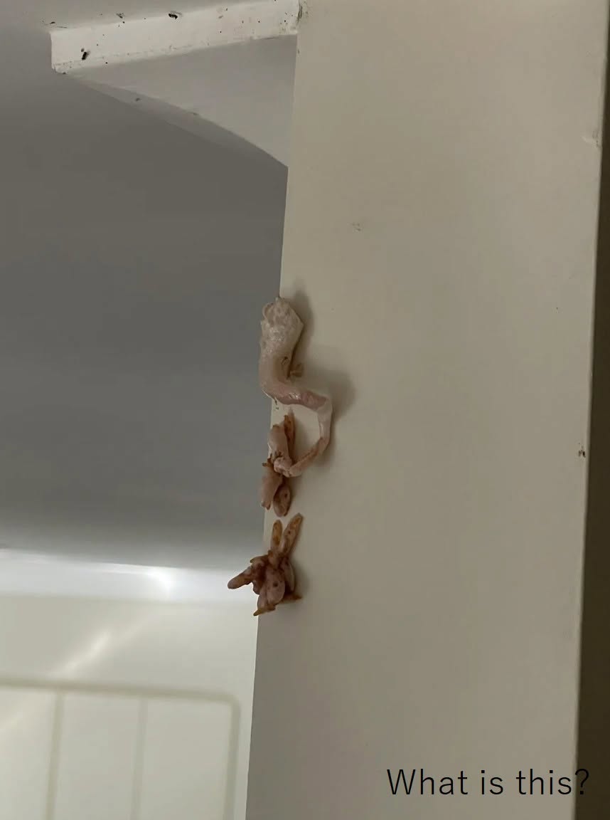 Crunchy Pink Surprise on Wall—What’s Really Going on Inside Your Home?